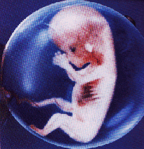 Pre-born baby 8 weeks old
